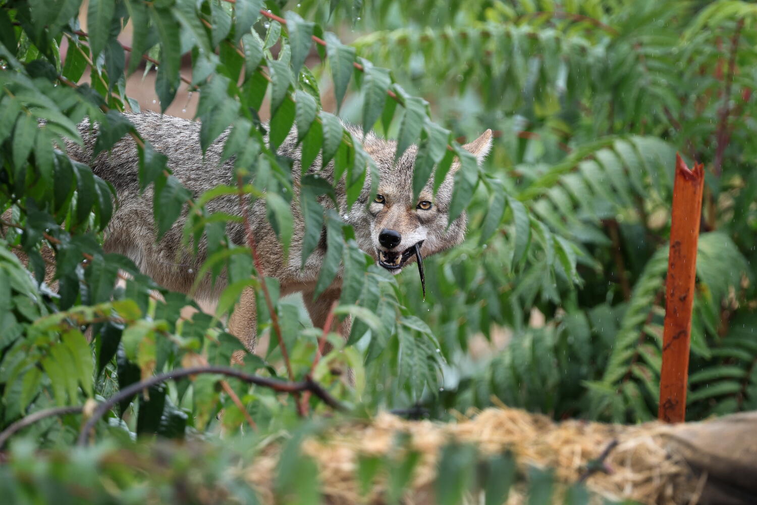 Coyote euthanized after attack on child in Atwater Village